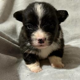 Full fluffy Brownie - Black and white male American Corgi puppy in Decatur, Texas from Bar S Corgis