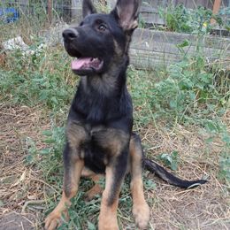 German Shepherd Puppies from Von der Henne K9