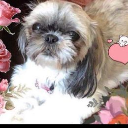 Coco - Shih Tzu
