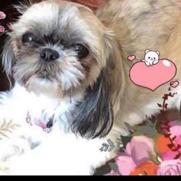 Coco - Shih Tzu