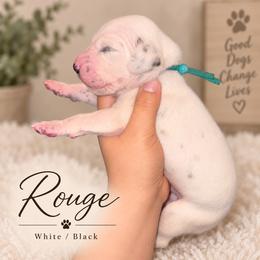 Rouge - White and black male Dalmatian puppy in Toledo, Ohio from Exquisite Dalmatians & Standard Poodles