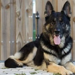 German Shepherds from Von der Tetiaroa German Shepherd dogs