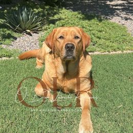 Labrador Retriever Puppies from O’Brien Labrador Retrievers