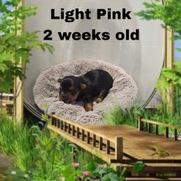 Shelby's light pink girl - Black and tan female Yorkshire Terrier puppy in Inverness, Florida from Luvayorkie&more