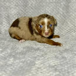 Sweetie Pie - Red merle female Toy Australian Shepherd puppy in Lincoln, California from Country Dreams Mini Aussies