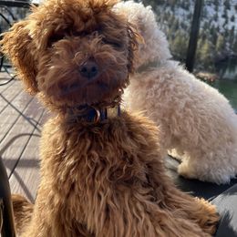 Goldendoodle and Maltipoo Puppies from Jessica's Maltipoo and Goldendoodle