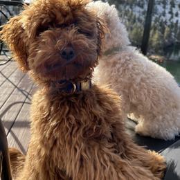 Goldendoodle and Maltipoo Puppies from Jessica's Maltipoo and Goldendoodle