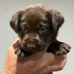 Kestrel - Chocolate male Labrador Retriever puppy in Isle, Minnesota from Dog Ear Outfitters