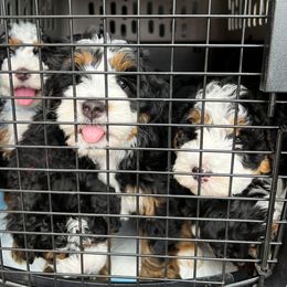 Bernedoodle, Goldendoodle, and Poodle Puppies from Teddy Doodles & Standard Poodles