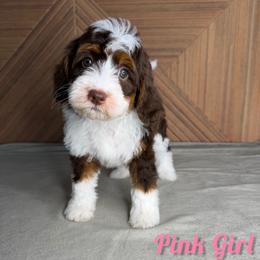 Pink girl - Tri-color female Bernedoodle puppy in Modesto, California from Two Doods Doodles