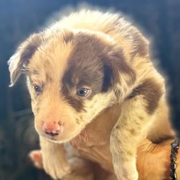 Biscuit - Red merle male Border Collie puppy in East Ellijay, Georgia from Nine Peaks Border Collies