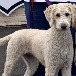 Goldendoodles and Labradoodles from Charlie’s Poodles & Doodles