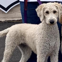 Goldendoodles and Labradoodles from Charlie’s Poodles & Doodles