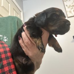 Bert - Dapple male Dachshund puppy in Tulsa County, Oklahoma from Willow Creek Miniature Dachshunds