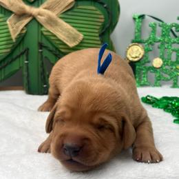 Royal Blue - Yellow male Labrador Retriever puppy in Heath Springs, South Carolina from Rich Hill Retrievers