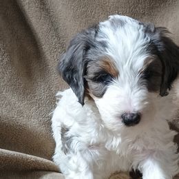 Bernedoodles from Prairie rose doodles