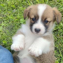 Triple Clear, OFA parents, Girl - Red female Pembroke Welsh Corgi puppy in Harpursville, New York from Rex Farm Corgis