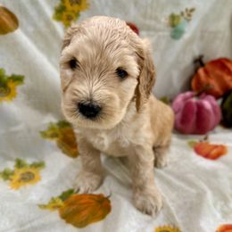 Violet - Cream female Goldendoodle puppy in Salem, Oregon from Capital Doodles