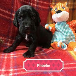 Phoebe - Black and tan Field Spaniel puppy in California from Pridemark