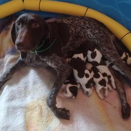 Old Orchard's Tempest - German Shorthaired Pointer