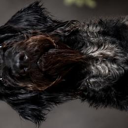 Labradoodles and Poodles from CJ’s Canine Companions