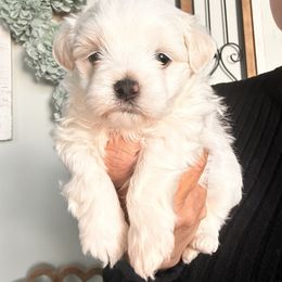 Sir Mason - Cream male Maltipoo puppy in Southern,, California from Maltipoo Tiny Pups & More