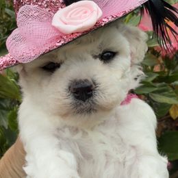 Little girl - White female Bichon Frise puppy in Lake Elsinore, California from Amber's Bichon Frise and Poodles