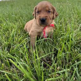 Red Collar Boy - Dark golden male Golden Retriever puppy in Bristol, Tennessee from The Dogstead