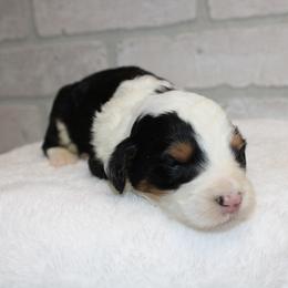Tri girl 2 - Tri-color female Bernedoodle puppy in Belgreen, Alabama from Scott’s Farm Poodles and Doodles