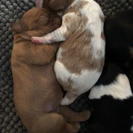 Cavalier King Charles Spaniel Puppies from Colorful Cavaliers