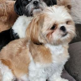 Madison - Gold and white female Shih Tzu puppy in Filer, Idaho from Shih Tzu Kennels