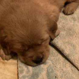 Girl 3rd Pick - Golden Golden Retriever puppy in Sacramento Area, California from Gold Country Golden Retrievers