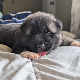 Boy 1 - Silver, black overlay male Akita puppy in South Carolina from Sierra Mountain Akitas