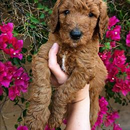 Fanta - Red  female Poodle puppy in Mesa, Arizona from Desert Doodles