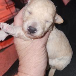 Marshmallow - Gold male Shihpoo puppy in Hertford, North Carolina from Heaven Sent Shihpoo's
