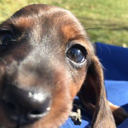 Dachshund Puppies from Hidden Haven Dachshunds