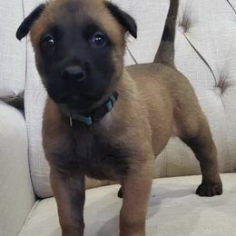 Belgian Malinois from K9 Malinois Hawaii