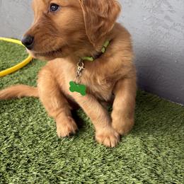 Golden Retriever Puppies from Bennett Goldens