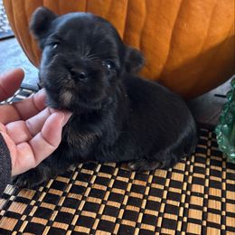 Ebony - Black and tan female Yorkshire Terrier puppy in Lafayette, Georgia from Berggipfel Yorkies