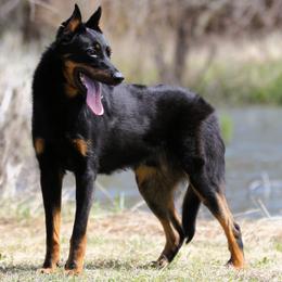 Amadeus - 5350 - Black and rust male Beauceron puppy in Rockwall, Texas from Elitehaus