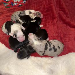 Blue Merle Male 2 - Blue merle male Miniature Australian Shepherd puppy in Washington, Indiana from Southern Indiana Mini Aussies