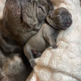 Mayhem blue fawn from OFA parents - Fawn male French Bulldog puppy in Billings, Montana from Montana Made Frenchies