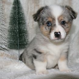 Fergus - Blue male Companion Cross puppy in Fairview, South Dakota from Dakota Toy Aussies