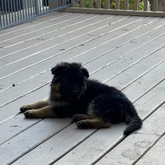 Blaze -Girl 4 - Black and red female German Shepherd puppy in Watervliet, Michigan from Von Kingsburg Shepherds