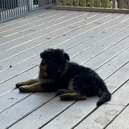 Blaze -Girl 4 - Black and red female German Shepherd puppy in Watervliet, Michigan from Von Kingsburg Shepherds