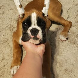 Boxer Puppies from Crescent City European Boxers