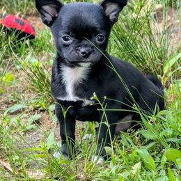 Bobbie - Black and white male Chihuahua puppy in Leominster, Massachusetts from House of Lil  Paw