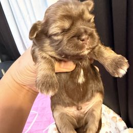 Kongee - Chocolate and tan male Shih Tzu puppy in Orange, California from Shih Tzu Hauz