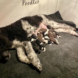 Poodle Puppies from Apricity Poodles