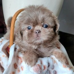 Aussiedoodle, Bernedoodle, Poodle, Shihpoo, and Shih Tzu Puppies from Route 66 Poodles & Doodles, Sapphire Shih-tzu's of Ohio